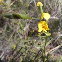 Diuris aequalis at Borough, NSW - 7 Oct 2023