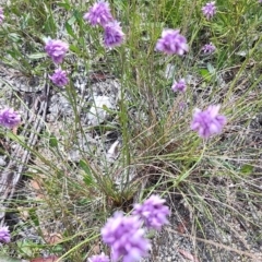 Sowerbaea juncea (Vanilla Lily) at Porters Creek, NSW - 7 Oct 2023 by LyndalT