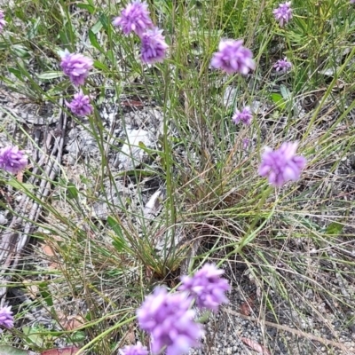 Sowerbaea juncea (Vanilla Lily) at Morton National Park - 6 Oct 2023 by LyndalT