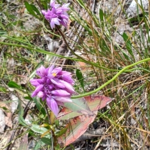 Sowerbaea juncea at Porters Creek, NSW - 7 Oct 2023 10:56 AM