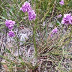 Sowerbaea juncea at Porters Creek, NSW - 7 Oct 2023 10:56 AM