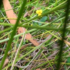 Sphaerolobium minus (Globe-pea) at Porters Creek, NSW - 6 Oct 2023 by LyndalT