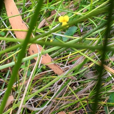 Sphaerolobium minus (Globe-pea) at Porters Creek, NSW - 7 Oct 2023 by LyndalT