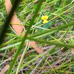 Sphaerolobium minus at Porters Creek, NSW - 7 Oct 2023 10:58 AM