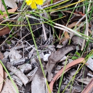 Goodenia hederacea subsp. hederacea at Porters Creek, NSW - 7 Oct 2023 10:58 AM