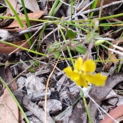 Goodenia hederacea subsp. hederacea at Porters Creek, NSW - 7 Oct 2023 10:58 AM