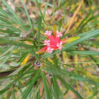 Lambertia formosa (Mountain Devil) at Morton National Park - 7 Oct 2023 by LyndalT