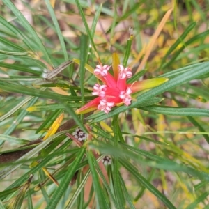 Lambertia formosa at Porters Creek, NSW - 7 Oct 2023