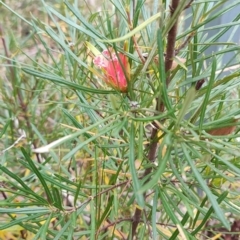 Lambertia formosa at Porters Creek, NSW - 7 Oct 2023