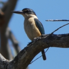 Todiramphus sanctus (Sacred Kingfisher) at Borough, NSW - 7 Oct 2023 by Paul4K