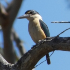 Todiramphus sanctus at Borough, NSW - suppressed