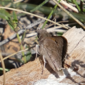 Trapezites phigalia at Borough, NSW - 7 Oct 2023