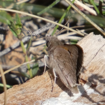 Trapezites phigalia (Heath Ochre) at QPRC LGA - 7 Oct 2023 by Paul4K