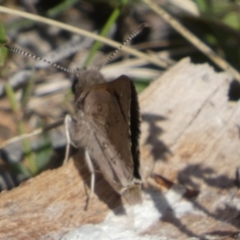 Trapezites phigalia at Borough, NSW - 7 Oct 2023