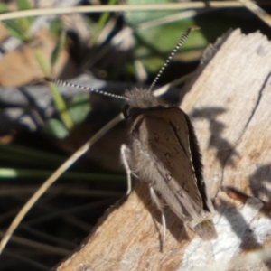 Trapezites phigalia at Borough, NSW - 7 Oct 2023