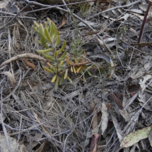 Persoonia rigida at Borough, NSW - 7 Oct 2023