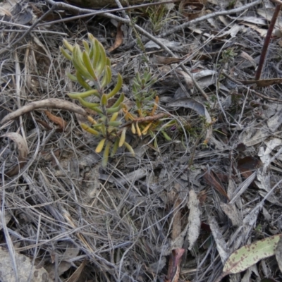 Persoonia rigida (Hairy Geebung) at Borough, NSW - 7 Oct 2023 by Paul4K