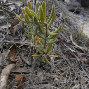 Persoonia rigida at Borough, NSW - 7 Oct 2023