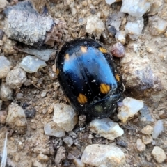 Paropsisterna octosignata (Eucalyptus leaf beetle) at Monteagle Cemetery - 7 Oct 2023 by trevorpreston