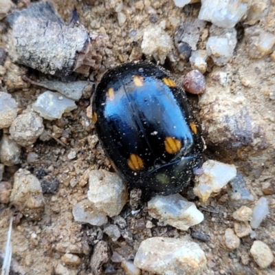 Paropsisterna octosignata (Eucalyptus leaf beetle) at Monteagle, NSW - 7 Oct 2023 by trevorpreston