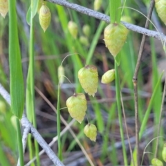 Briza maxima (Quaking Grass, Blowfly Grass) at Monteagle Cemetery - 7 Oct 2023 by trevorpreston