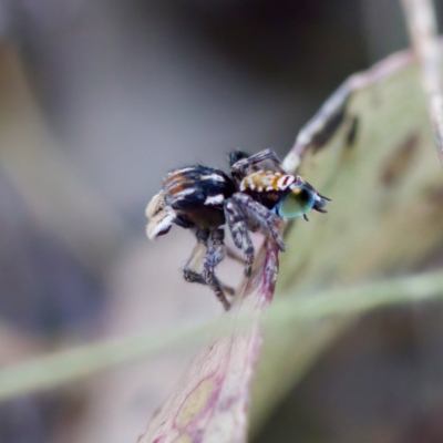 Maratus plumosus (Plumed Peacock Spider) at Bungonia, NSW - 1 Oct 2023 by KorinneM