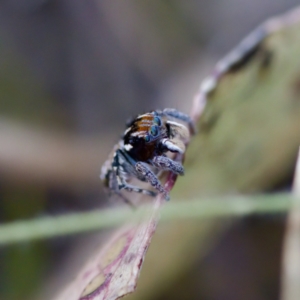 Maratus plumosus at Bungonia, NSW - 1 Oct 2023 10:41 AM