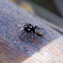 Maratus plumosus at Bungonia, NSW - 1 Oct 2023 10:41 AM