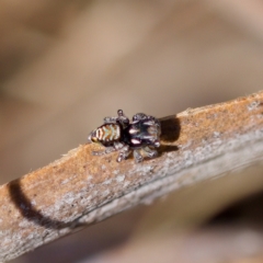 Maratus plumosus (Plumed Peacock Spider) at Bungonia State Conservation Area - 30 Sep 2023 by KorinneM