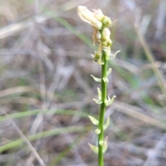 Stackhousia monogyna (Creamy Candles) at Monteagle Cemetery - 7 Oct 2023 by trevorpreston