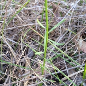 Stackhousia monogyna at Monteagle, NSW - 7 Oct 2023