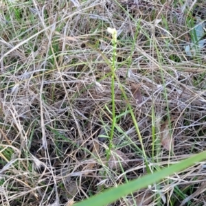 Stackhousia monogyna at Monteagle, NSW - 7 Oct 2023