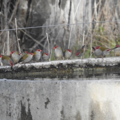 Neochmia temporalis (Red-browed Finch) at Lions Youth Haven - Westwood Farm A.C.T. - 7 Oct 2023 by HelenCross