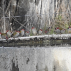 Neochmia temporalis (Red-browed Finch) at Lions Youth Haven - Westwood Farm - 7 Oct 2023 by HelenCross
