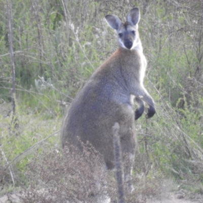 Notamacropus rufogriseus (Red-necked Wallaby) at Stromlo, ACT - 7 Oct 2023 by HelenCross
