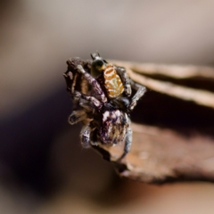 Maratus plumosus (Plumed Peacock Spider) at Bungonia State Conservation Area - 30 Sep 2023 by KorinneM