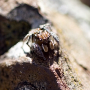 Maratus plumosus at Bungonia, NSW - 1 Oct 2023