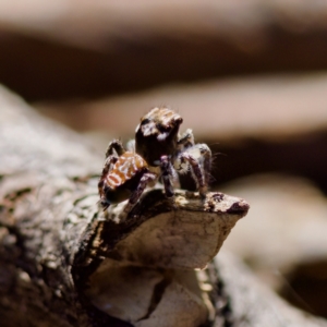 Maratus plumosus at Bungonia, NSW - 1 Oct 2023