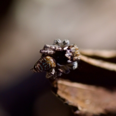 Maratus plumosus at Bungonia, NSW - 1 Oct 2023