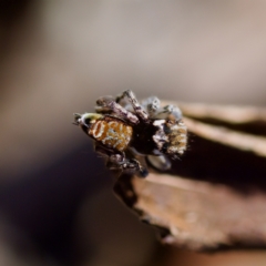 Maratus plumosus at Bungonia, NSW - 1 Oct 2023