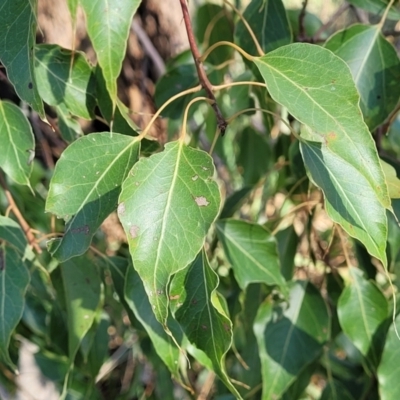 Brachychiton populneus subsp. populneus (Kurrajong) at Monteagle Cemetery - 7 Oct 2023 by trevorpreston