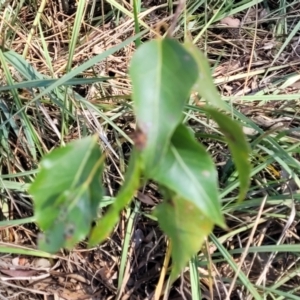 Brachychiton populneus subsp. populneus at Monteagle, NSW - 7 Oct 2023