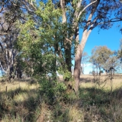 Brachychiton populneus subsp. populneus at Monteagle, NSW - 7 Oct 2023