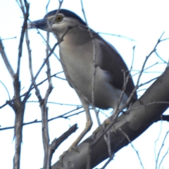Nycticorax caledonicus (Nankeen Night-Heron) at Stromlo, ACT - 7 Oct 2023 by HelenCross