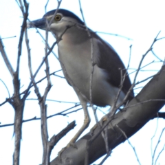 Nycticorax caledonicus (Nankeen Night-Heron) at Bullen Range - 7 Oct 2023 by HelenCross