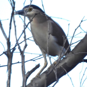 Nycticorax caledonicus at Stromlo, ACT - 7 Oct 2023 04:46 PM