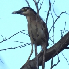 Nycticorax caledonicus at Stromlo, ACT - 7 Oct 2023 04:46 PM