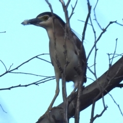 Nycticorax caledonicus at Stromlo, ACT - 7 Oct 2023