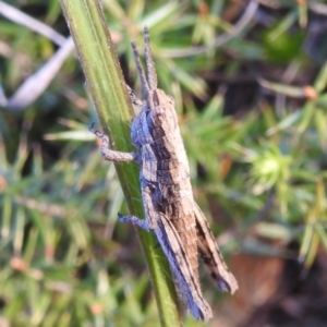 Coryphistes ruricola at Stromlo, ACT - 7 Oct 2023 05:18 PM