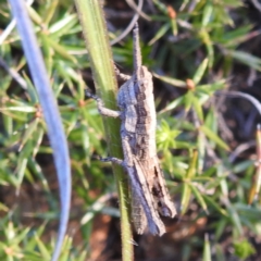 Coryphistes ruricola at Stromlo, ACT - 7 Oct 2023 05:18 PM